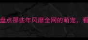 最火宠物TOP10盘点那些年风靡全网的萌宠看完想立刻领养