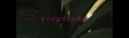 半个月法斗怎么挑选