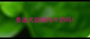 泰迪犬能喝纯牛奶吗