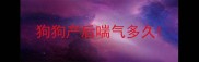 狗狗产后喘气多久