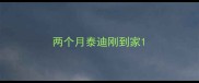 两个月泰迪刚到家