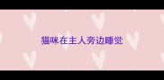 猫咪在主人旁边睡觉