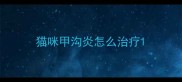 猫咪甲沟炎怎么治疗