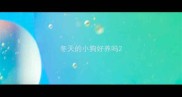 冬天的小狗好养吗