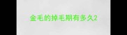 金毛的掉毛期有多久