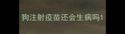 狗注射疫苗还会生病吗