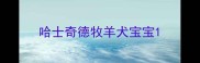 哈士奇德牧羊犬宝宝
