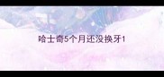 哈士奇5个月还没换牙
