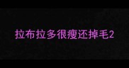 拉布拉多很瘦还掉毛