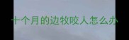 十个月的边牧咬人怎么办