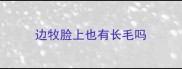 边牧脸上也有长毛吗
