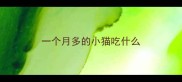 一个月多的小猫吃什么