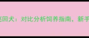 拉布拉多vs平毛巡回犬对比分析饲养指南新手必看的选择指南