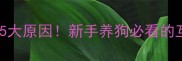泰迪犬疯狂舔人背后的5大原因新手养狗必看的互动指南附纠正方法