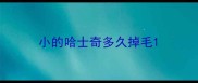 小的哈士奇多久掉毛