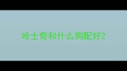哈士奇和什么狗配好