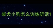 柴犬小狗怎么训练听话