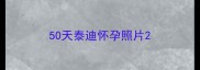 50天泰迪怀孕照片