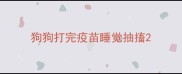 狗狗打完疫苗睡觉抽搐