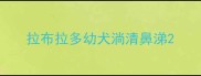 拉布拉多幼犬淌清鼻涕