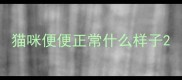 猫咪便便正常什么样子