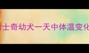 哈士奇幼犬一天中体温变化