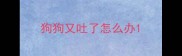 狗狗又吐了怎么办
