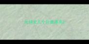 比特犬几个月最漂亮