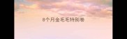 8个月金毛毛特别卷