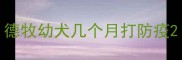 德牧幼犬几个月打防疫