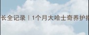 纯种哈士奇幼犬30天成长全记录1个月大哈士奇养护指南附选购避坑攻略