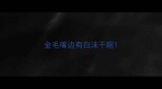 金毛嘴边有白沫干呕