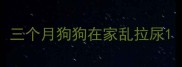 三个月狗狗在家乱拉尿
