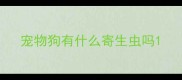 宠物狗有什么寄生虫吗