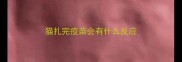 猫扎完疫苗会有什么反应