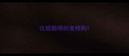 比较聪明的宠物狗