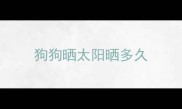 狗狗晒太阳晒多久