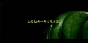 边牧幼犬一天拉几次是