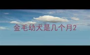 金毛幼犬是几个月