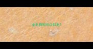 金毛狗狗可以剃毛