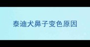 泰迪犬鼻子变色原因