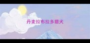 丹麦拉布拉多猎犬