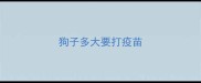 狗子多大要打疫苗