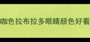 咖色拉布拉多眼睛颜色好看