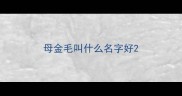 母金毛叫什么名字好