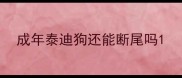 成年泰迪狗还能断尾吗