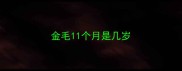 金毛11个月是几岁
