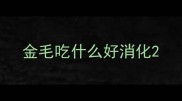 金毛吃什么好消化