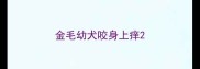 金毛幼犬咬身上痒