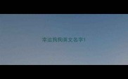幸运狗狗英文名字